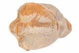 Bargain Enrolled Trilobite (Ditomopyge) Fossil - Oklahoma #275327-1